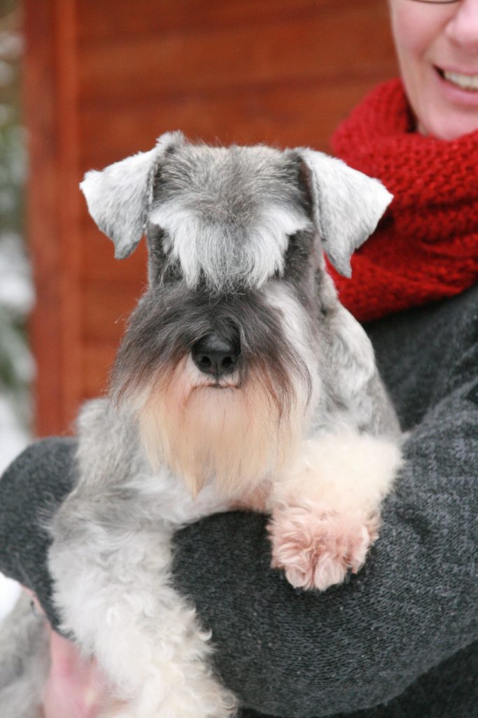 Portrait du Schnauzer nain poivre et sel Renata De La Forêt Enchantée